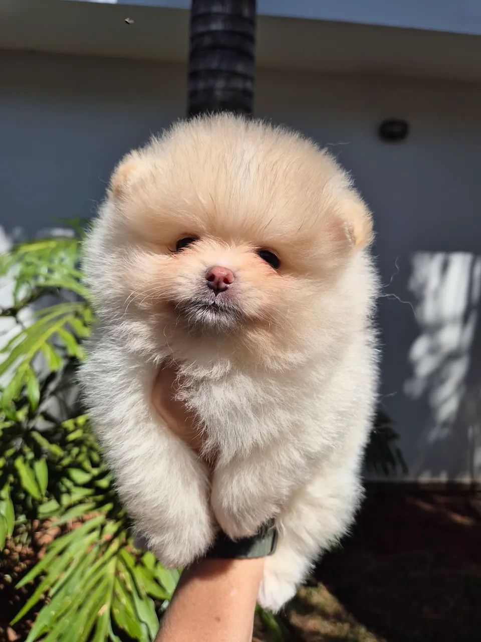 Spitz alemão bem ursinho - Foto 2