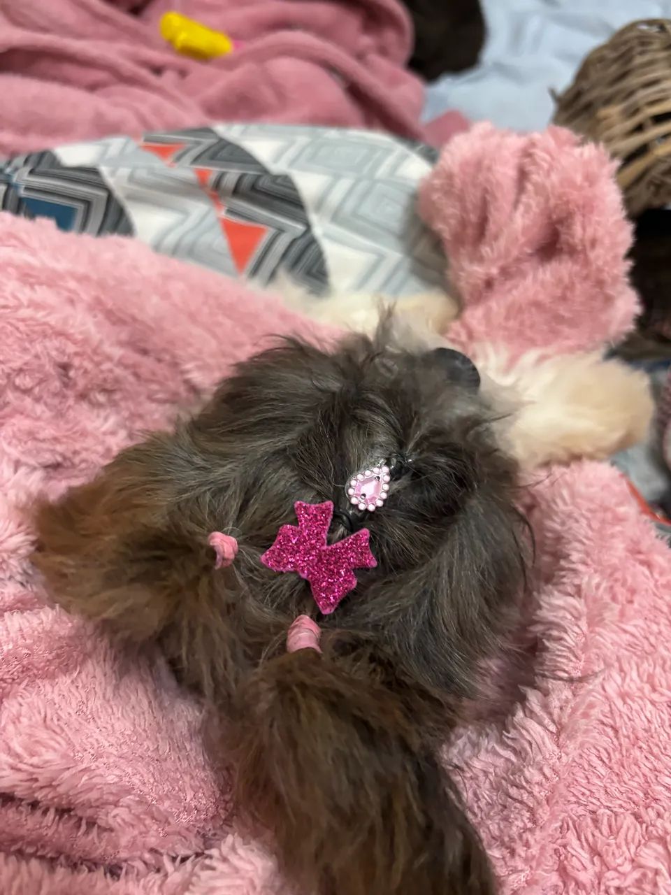 Shihtzu mini - Foto 3