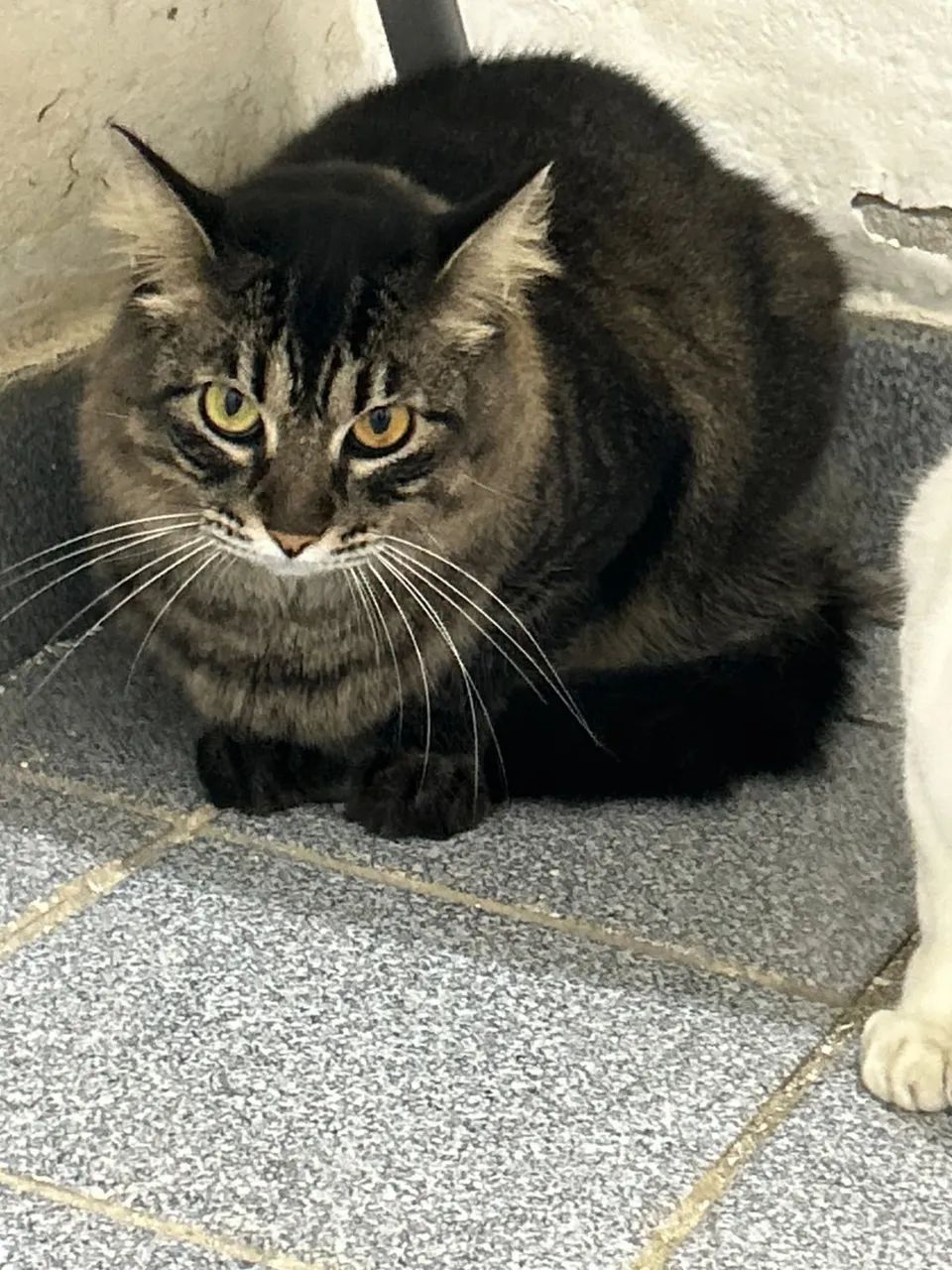Gatos