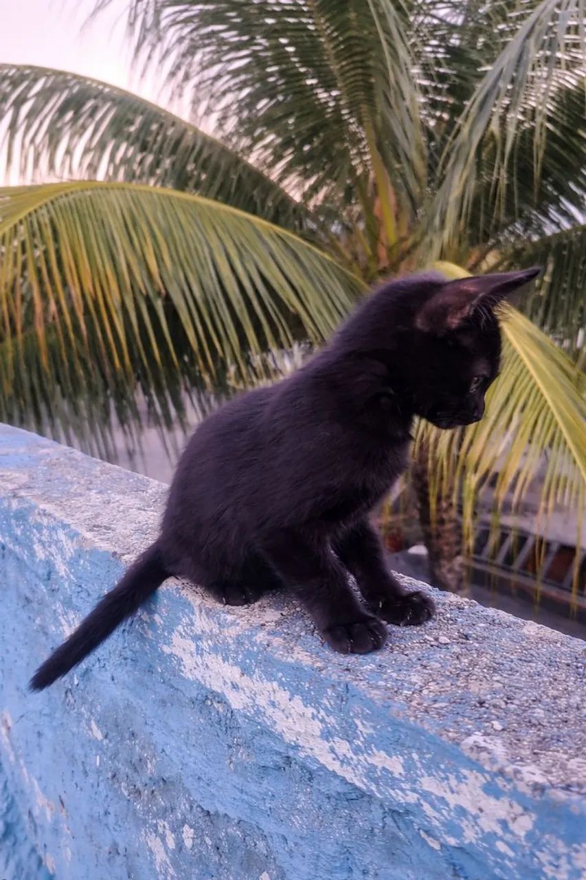 Doação De Gatinhos - Foto 2