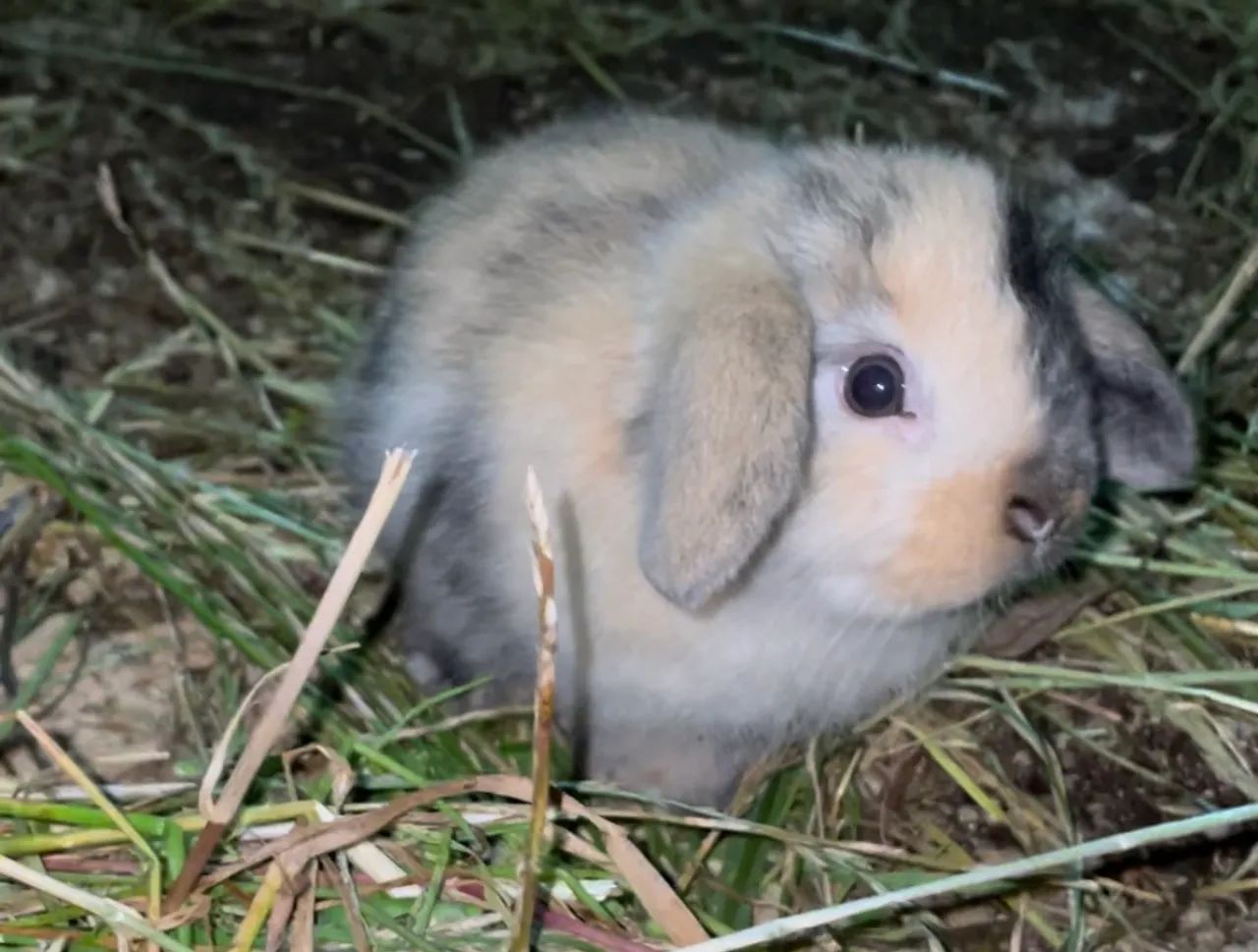 Mini coelhos Lop - Foto 2