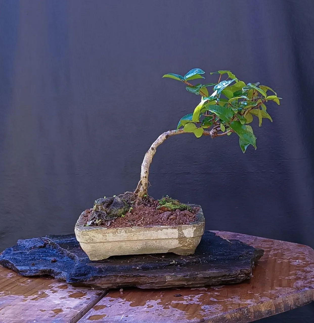 Bonsai pitanga 
