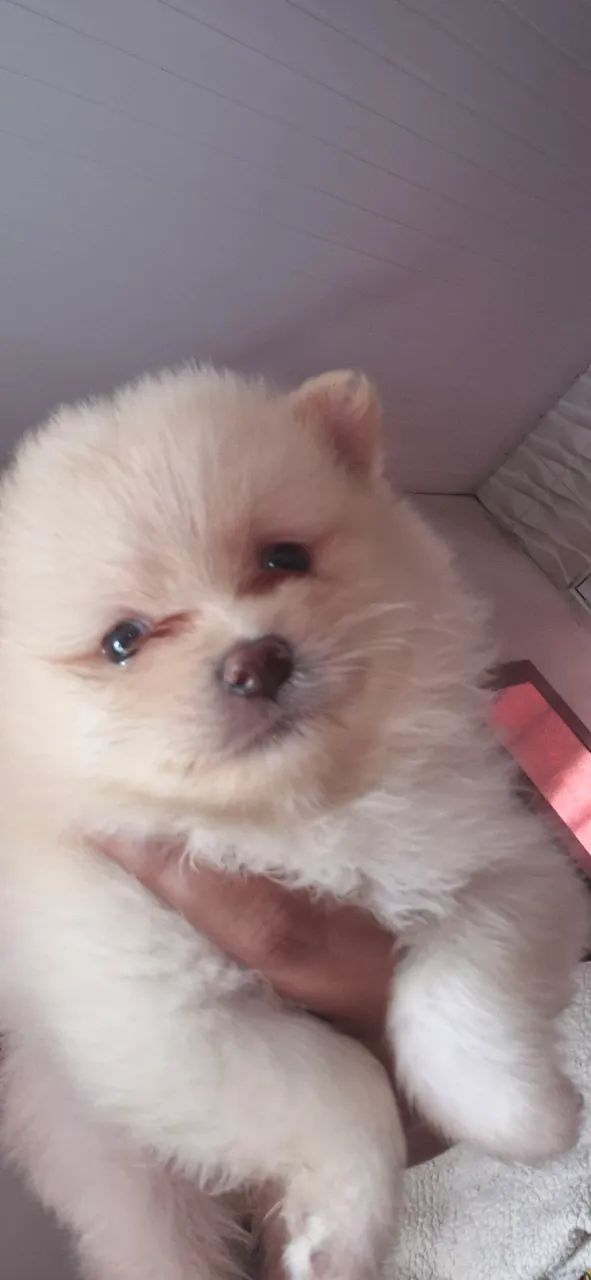 Spitz alemão - Foto 4