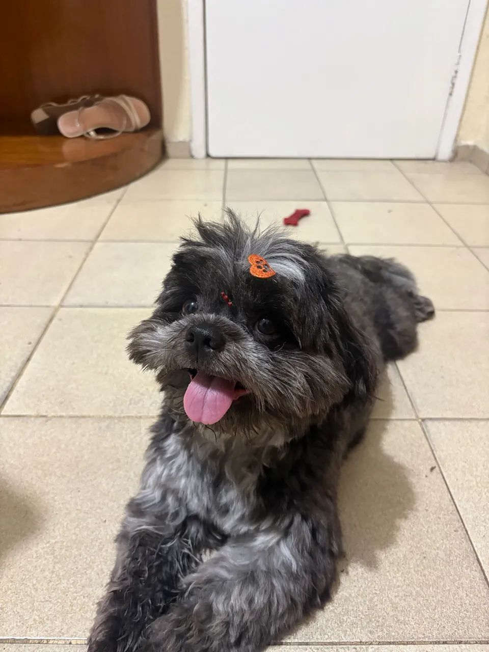 Shitzu procura uma namorada  - Foto 2