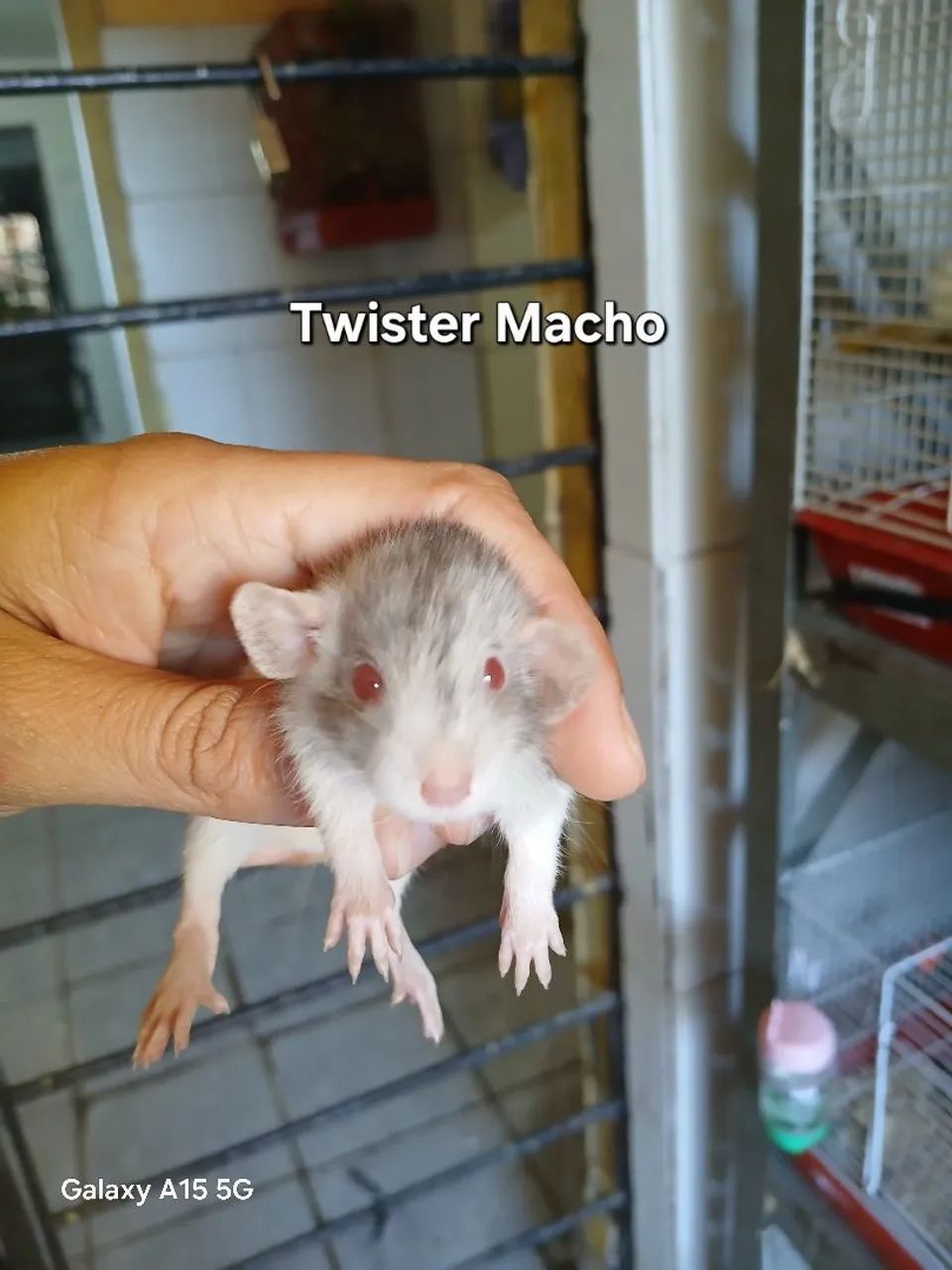 Rato twister nascido dia 26/07/2026 - Foto 2