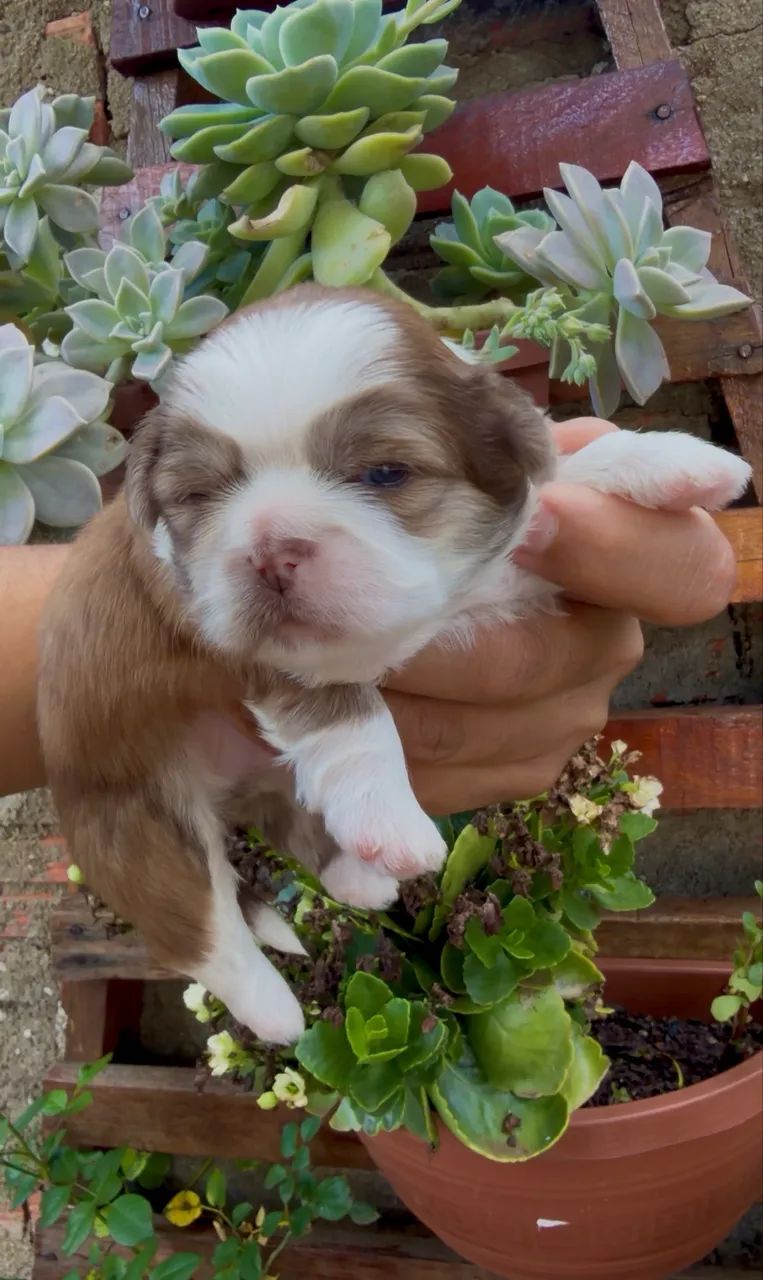 Shihtzu macho - Foto 2