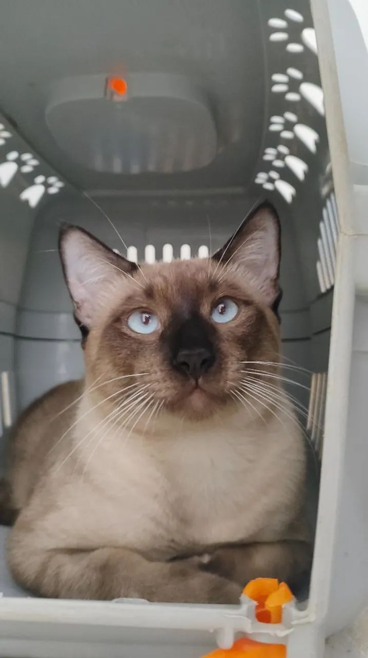 Gato siamês castrado