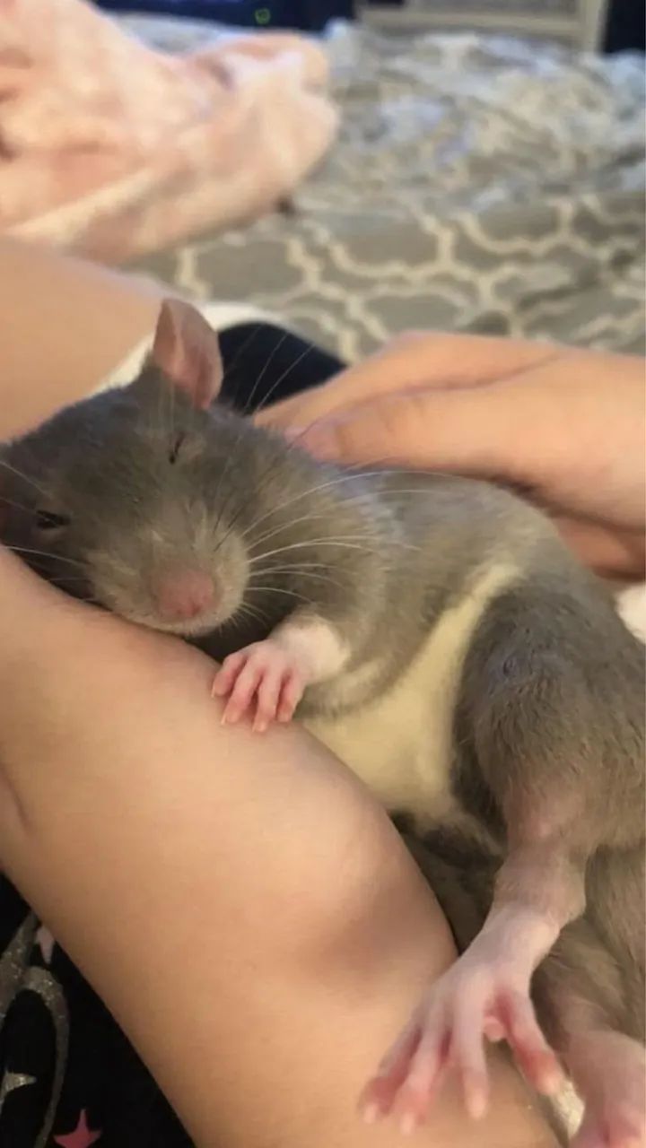 Ratos Dumbos - Foto 3