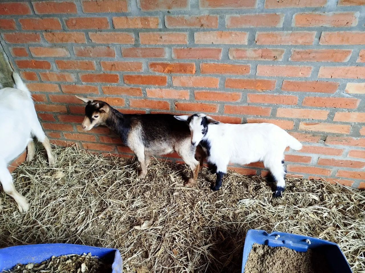 Mini cabra mini bode mini cabrito