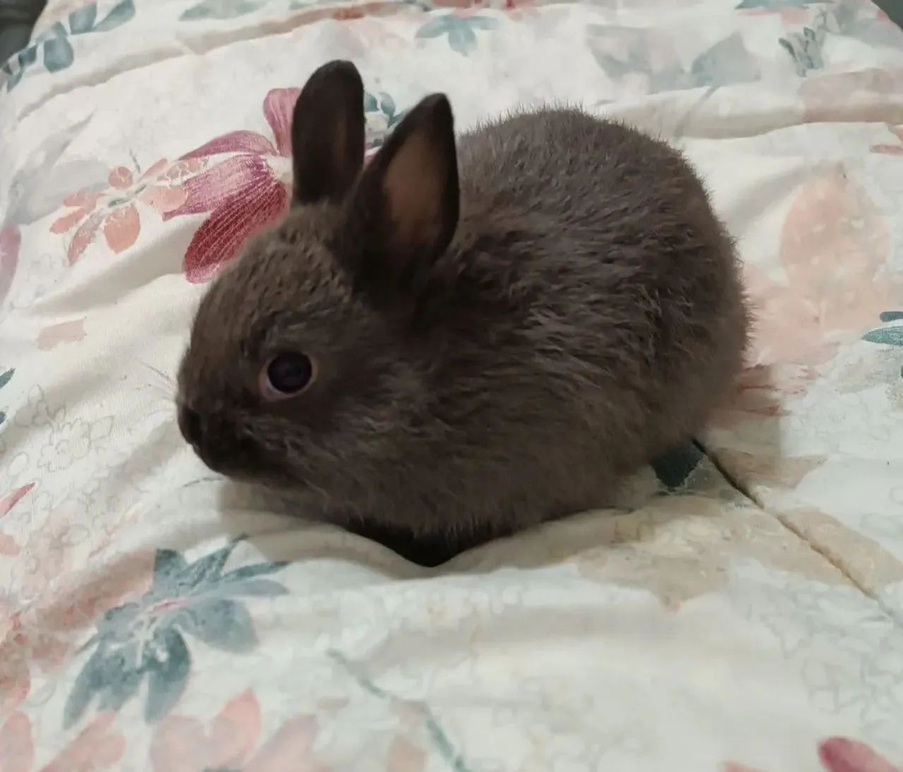 Netherland Dwarf Rabbit Kits65675282292097122