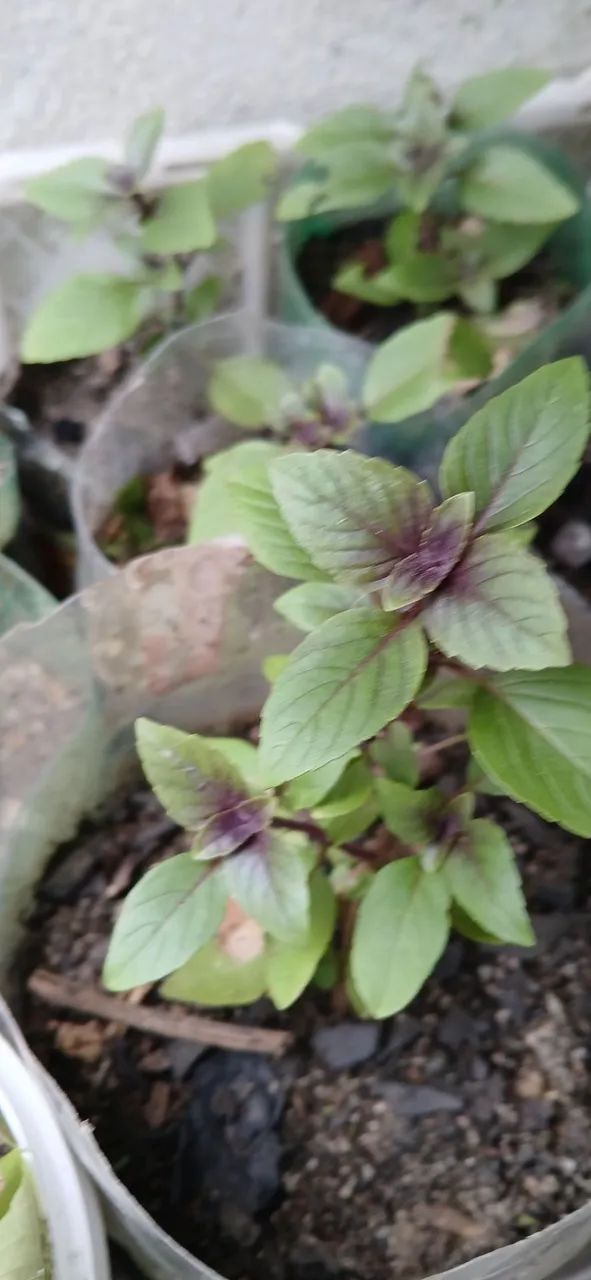 Muda de plantas medicinais