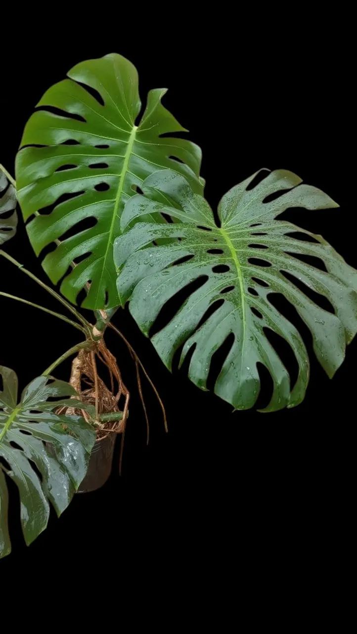Costela de adão Monstera deliciosa - Foto 3