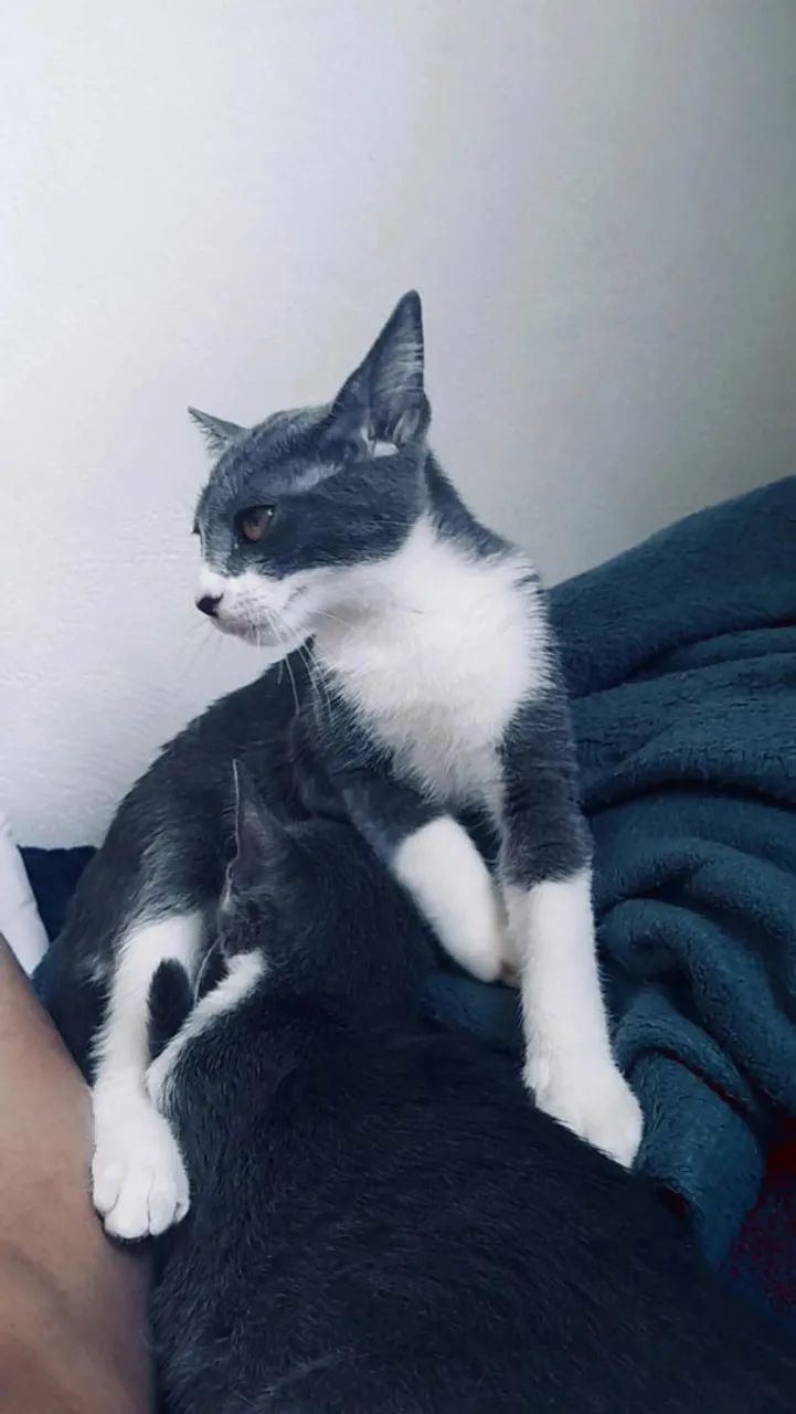 Doação de gata  - Foto 4