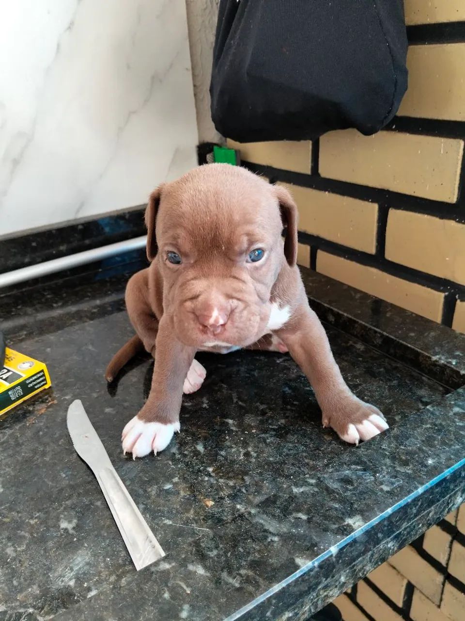 Pitbull disponível  - Foto 2