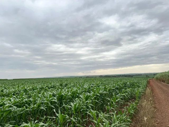 Vendo Imóvel rural-  SÍTIO em Andirá/PR - Foto 3