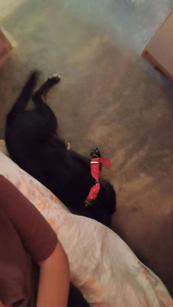 Doa-se cachorrinho  - Foto 2