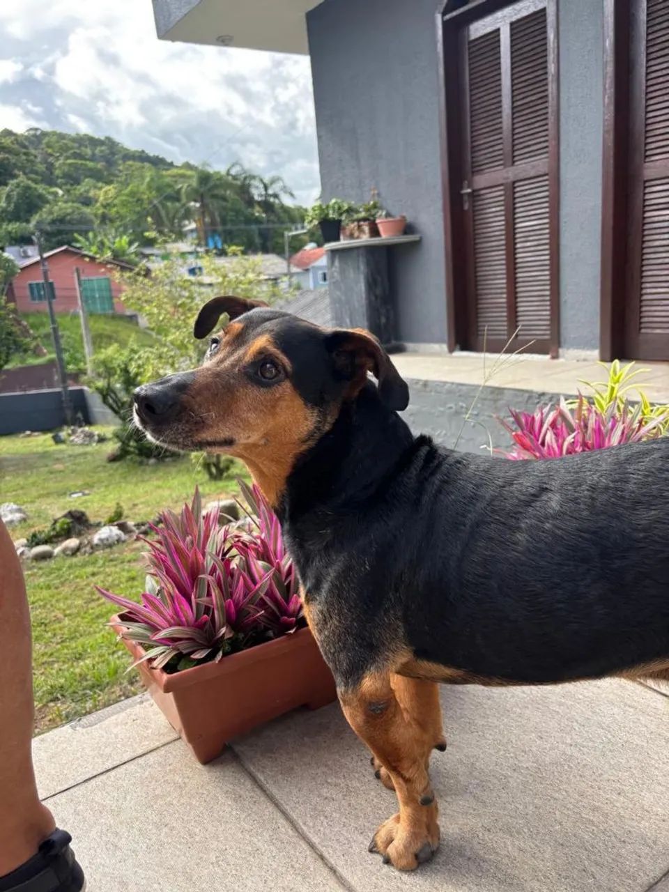 Adoção cachorro - Teddy  - Foto 4