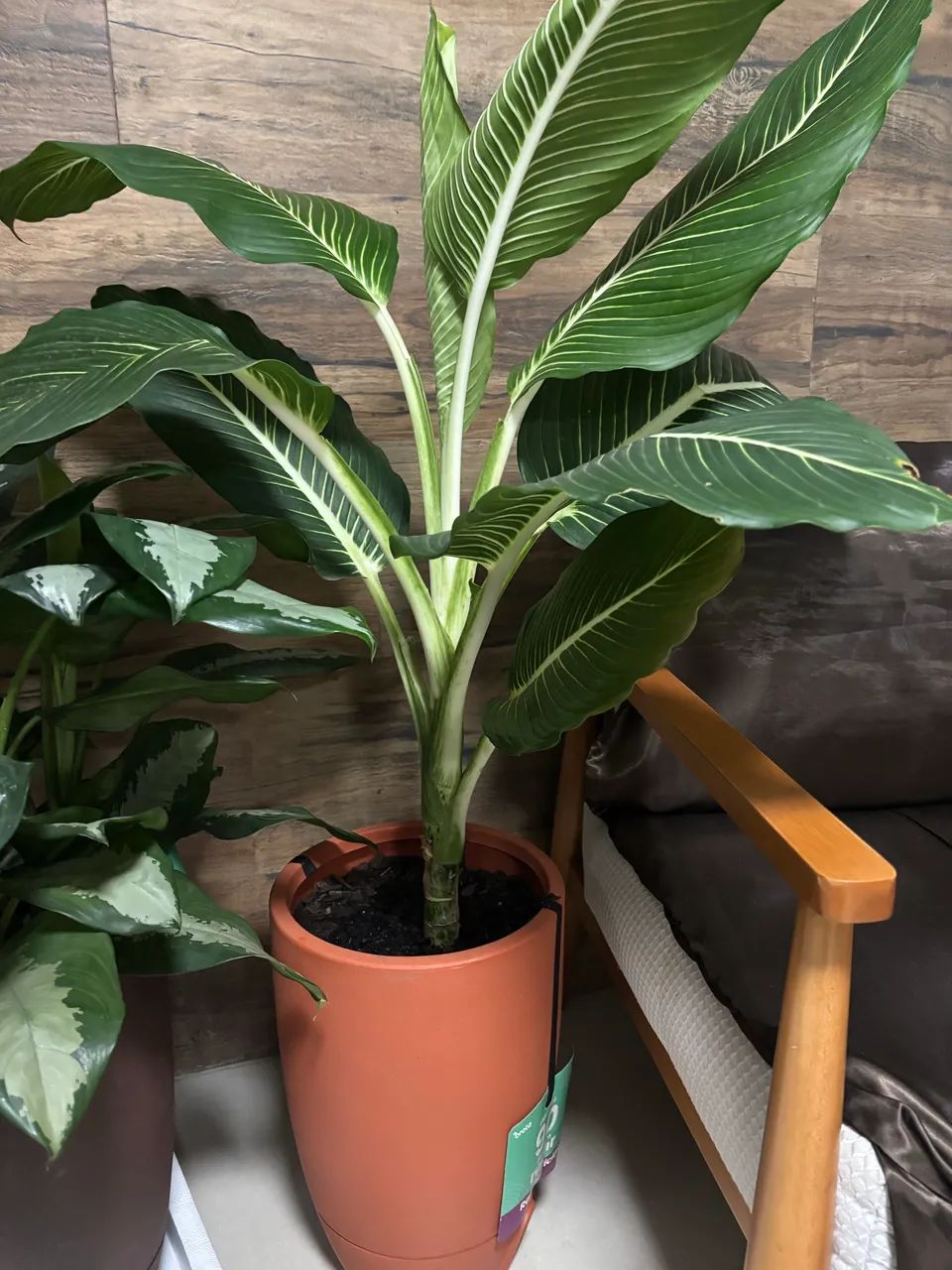 Planta com vaso  - Foto 2