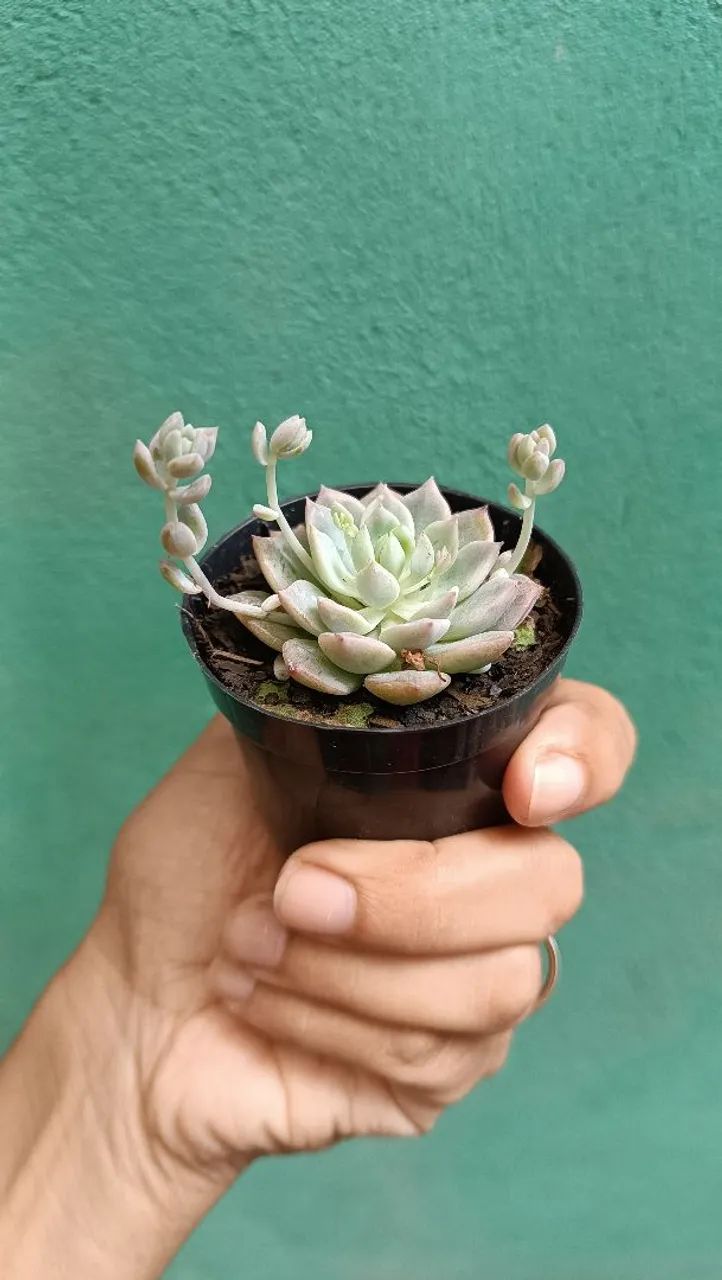 Suculentas plantas  - Foto 4