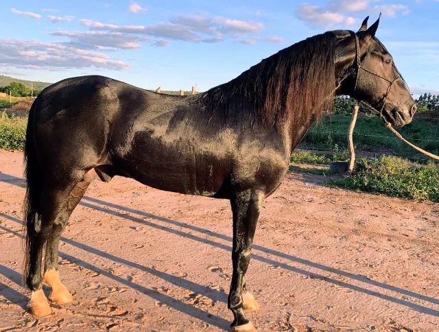 CAVALO MANGA LARGA MINEIRO (MARCHA PICADA) - Foto 2