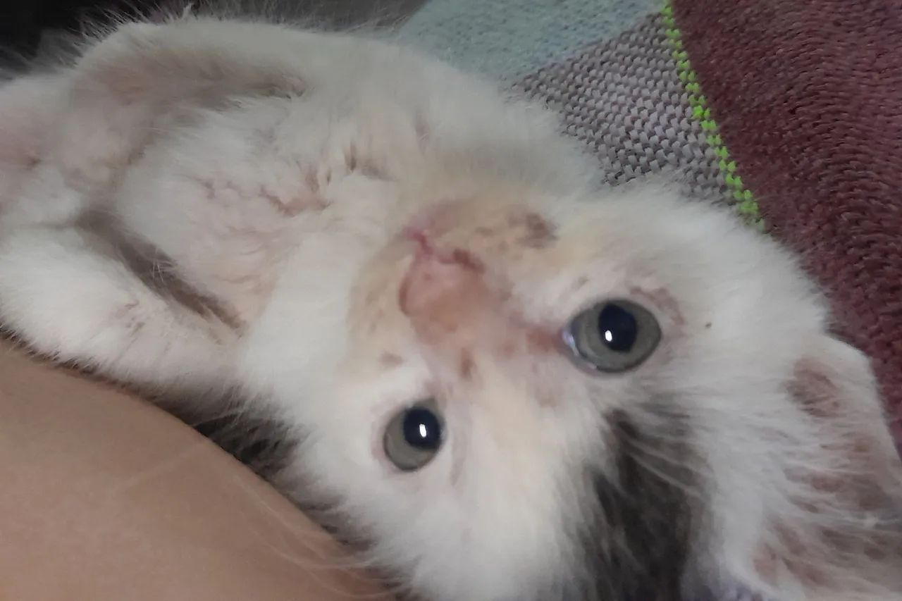 ADOÇÃO DE GATOS
