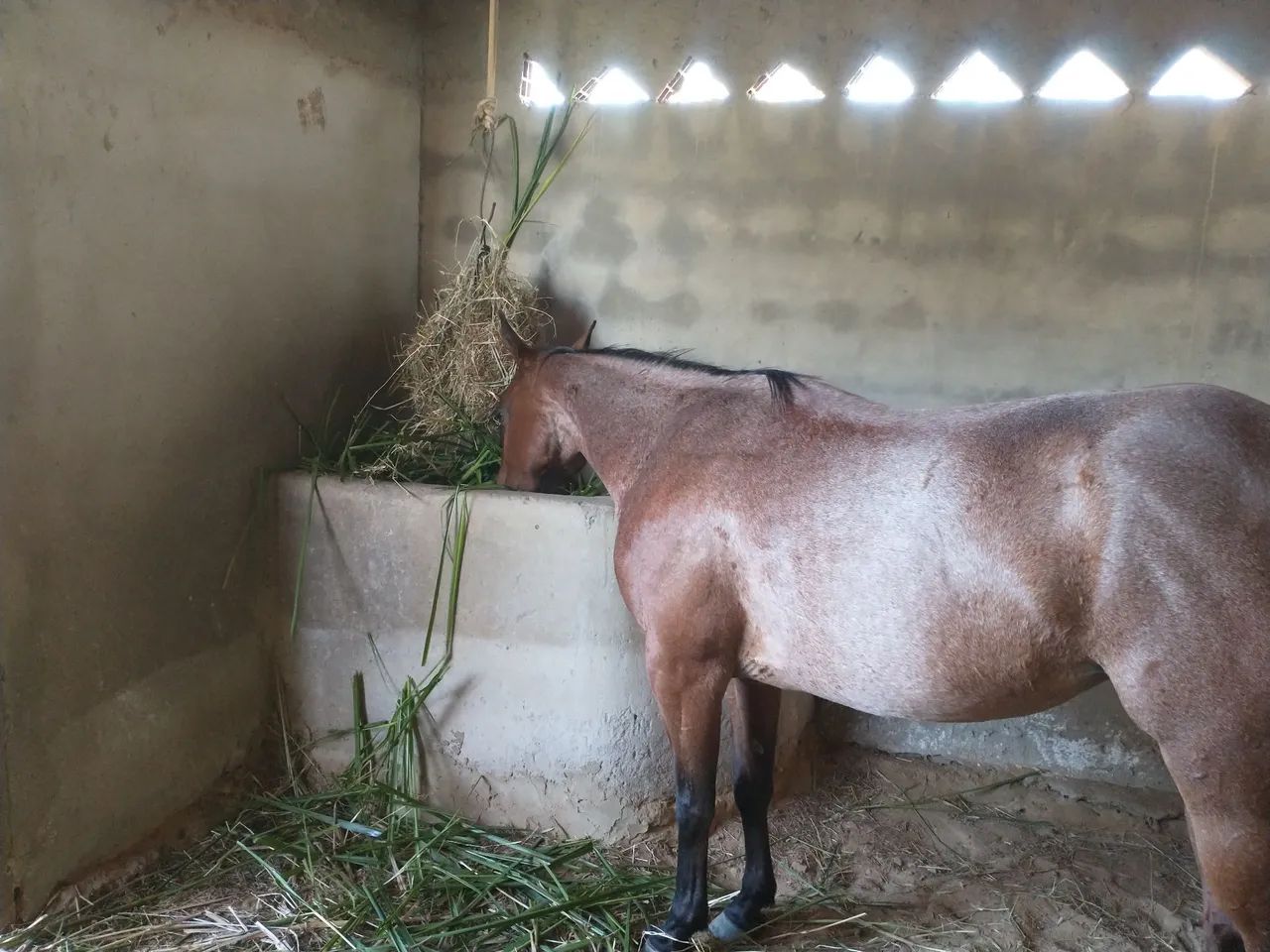 Vendo Égua  - Foto 2