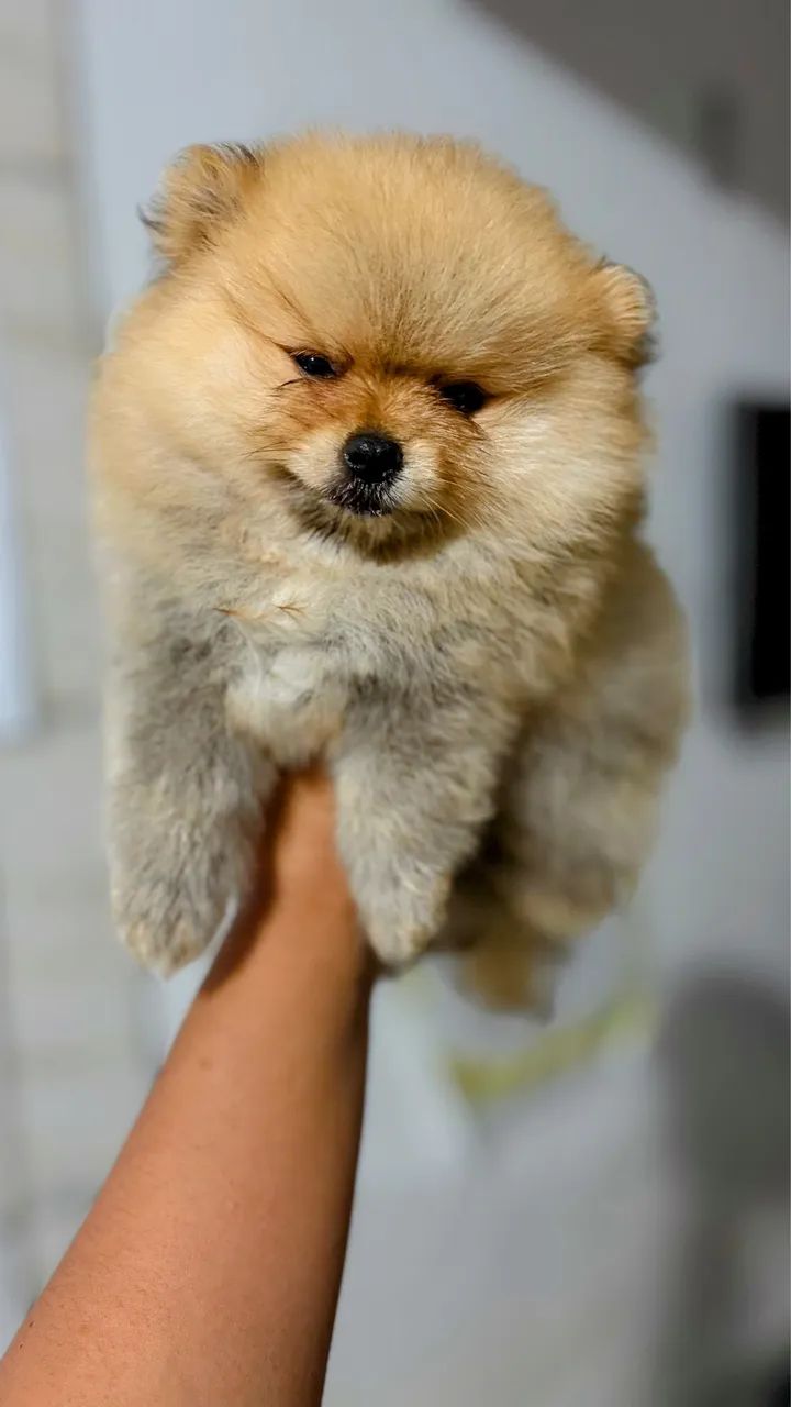 Spitz Macho - Foto 3