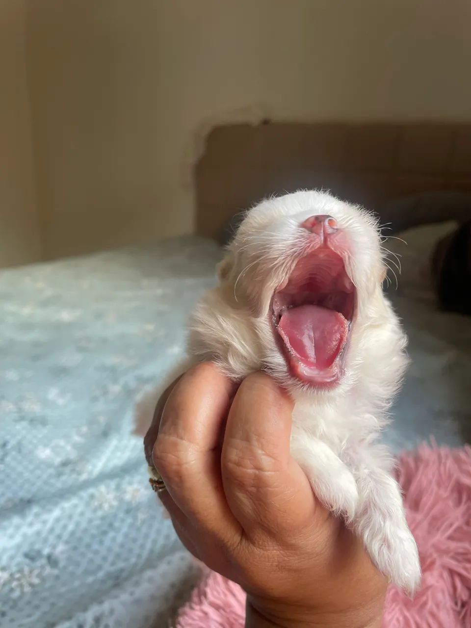 Macho creme com branco spitz alemão  - Foto 3
