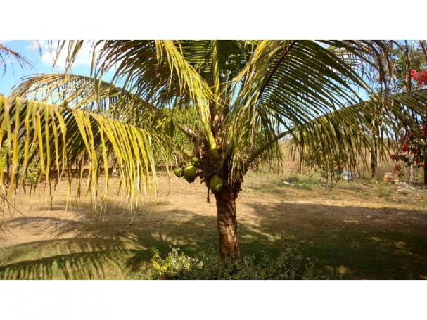 Chácara à venda em Eldorado, Cuiaba cod:22634 - Foto 13
