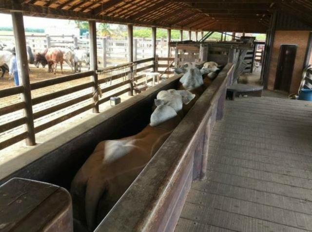 4342 Hect Em Barra Do Garça podendo virar soja.(Fazenda modelo difeênciada) - Foto 19