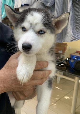 Husky Siberiano - Foto 3