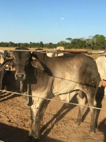 4342 Hect Em Barra Do Garça podendo virar soja.(Fazenda modelo difeênciada) - Foto 10
