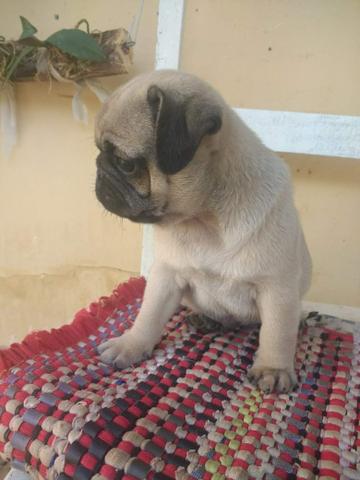 Pug