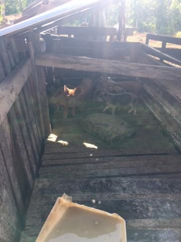 Chácara à venda em Km 21, Nossa senhora do livramento cod:CH00001 - Foto 4