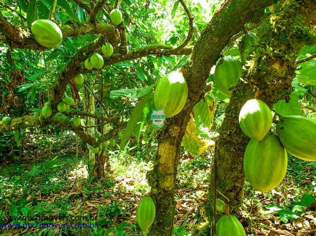 Fazenda mista de cacau e gado. Área de 203 Hectares - Foto 18