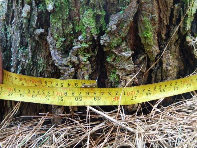Floresta de Pinus - Foto 5