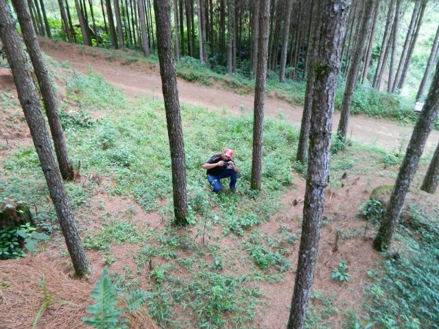 Floresta de Pinus - Foto 14