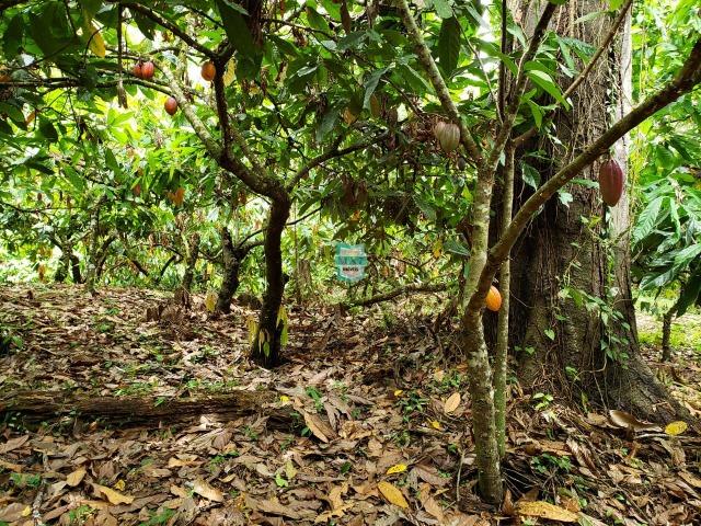 Ubaitaba. Fazenda produtiva de 139 Hectares a beira do asfalto. - Foto 20