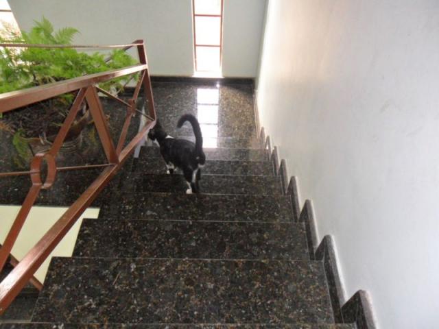 Casa à venda com 3 dormitórios em Padre eustáquio, Belo horizonte cod:1693 - Foto 5