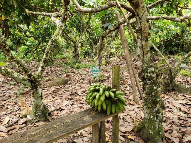 Ubaitaba. Fazenda produtiva de 139 Hectares a beira do asfalto. - Foto 19