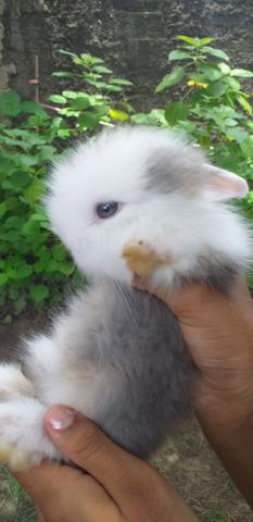 Mini Coelho teddy - Foto 3
