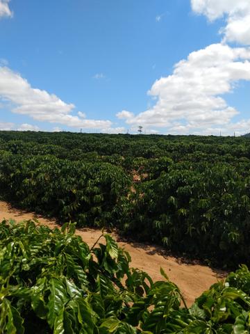 Fazenda de café ES - Foto 6