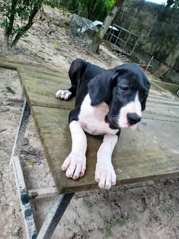 Dogue alemão - Foto 2