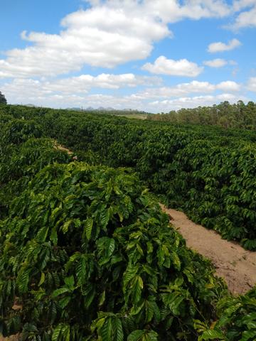 Fazenda de café ES - Foto 3