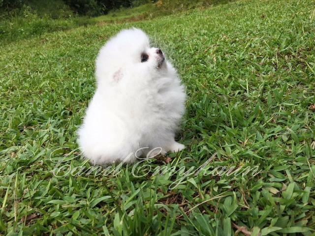 Lulu da pomerânia - branco de linhagem importada