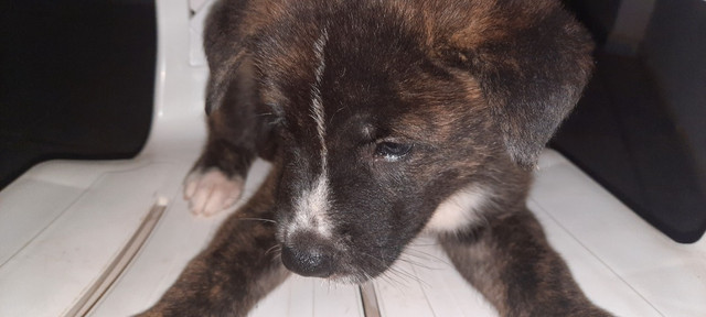 Animais de estimação - Foto 3