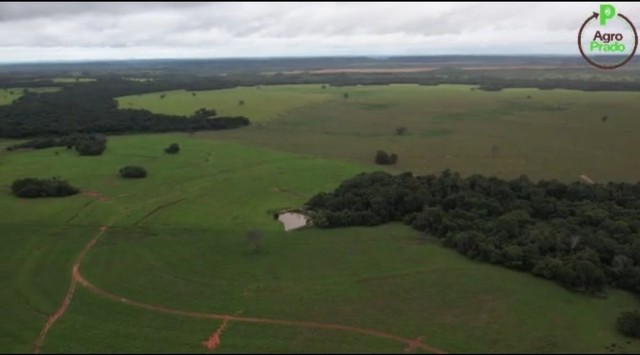 Fazenda em Goiatins. 73 mil por alqueire. - Foto 3