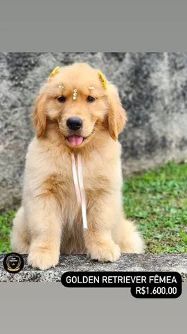 Golden Retriever - Foto 4