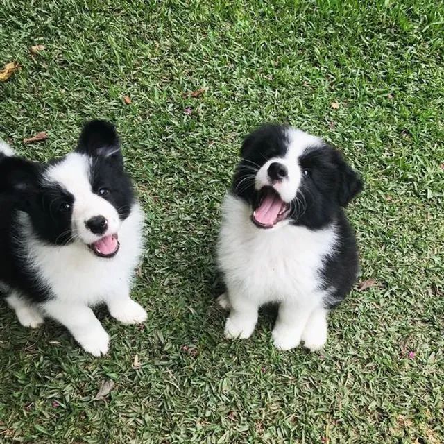 Cachorro Border Collie macho e femea, com garantia genetica vitalicia. -  Cachorros e acessórios - Munhoz Júnior, Osasco 1261817580