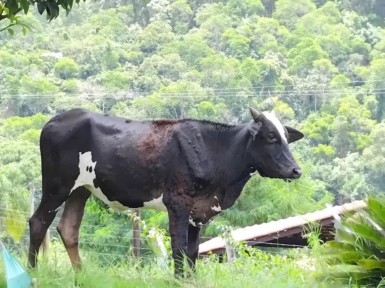 Novilha R$2.400 - Foto 3